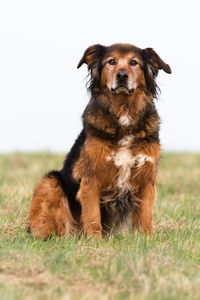 Portrait of tricolor dog sitting on field