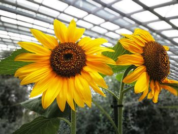 Close-up of sunflower blooming outdoors