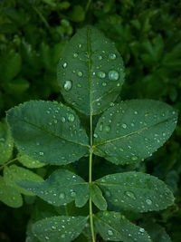 Close-up of wet plant leaves during rainy season