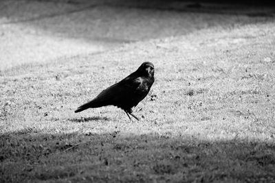 Close-up of bird on field