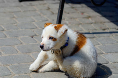 Little cute white dog with red spots basking in sun. pets.