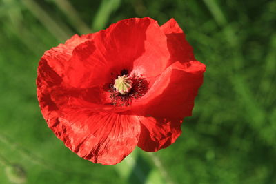 Close-up of red poppy flower