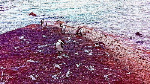 View of birds in water