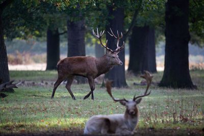 Deer in a forest