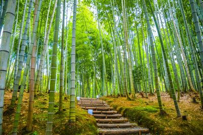 Low angle view of bamboo trees in forest