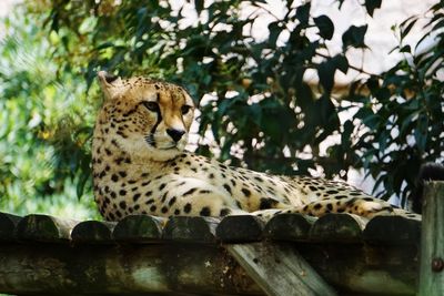 Low angle view of a cat on tree in zoo