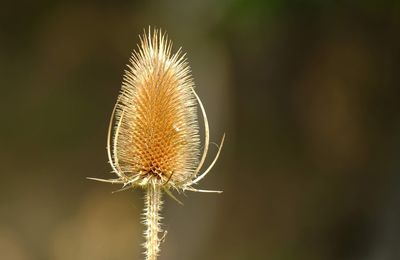 Close-up of dried dandelion against blurred background