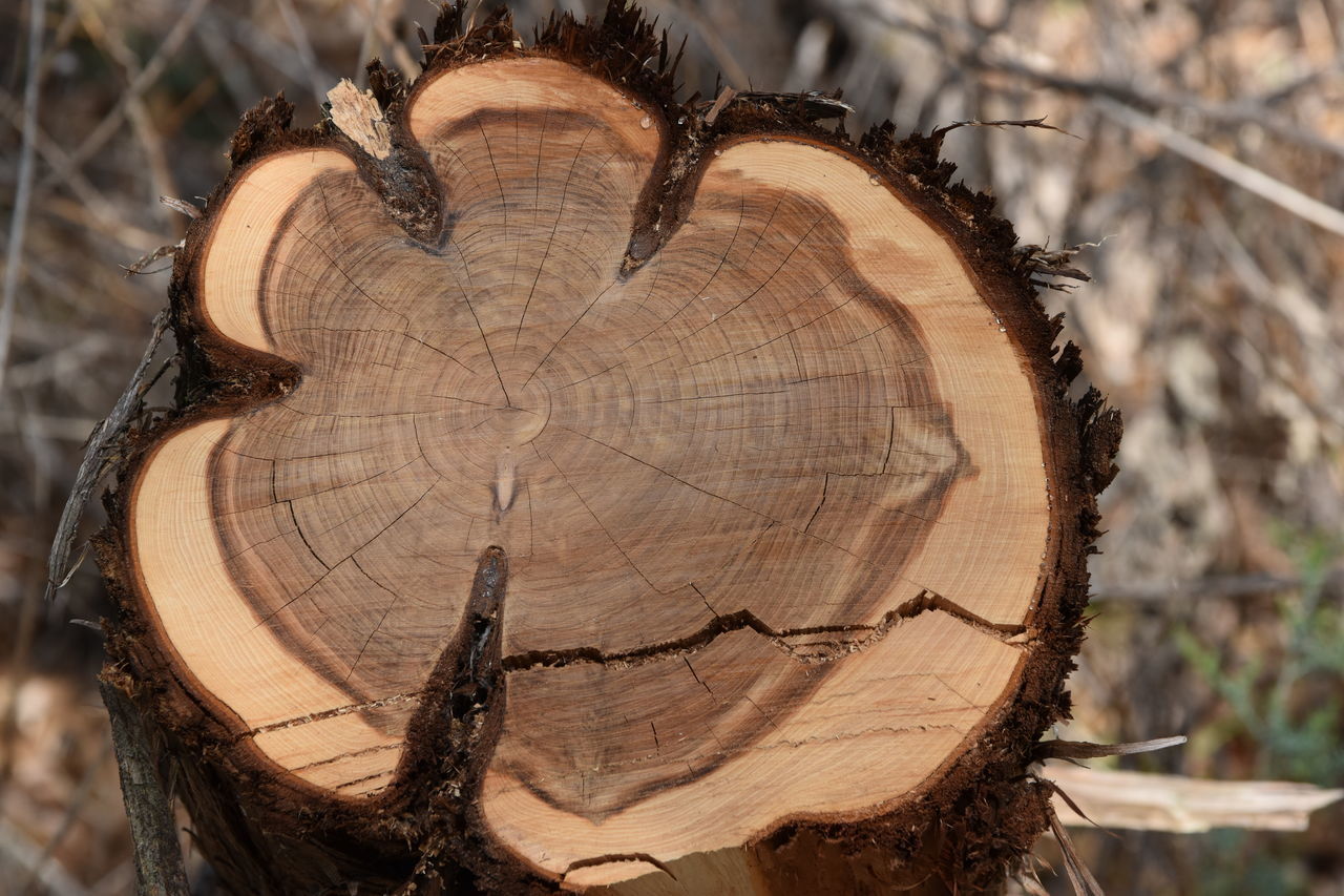 CLOSE-UP OF TREE BARK