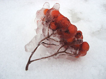 Close up of snow covered branches