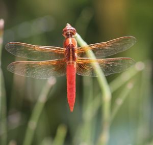 Close-up of dragonfly on plant