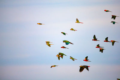 Low angle view of birds flying in the sky