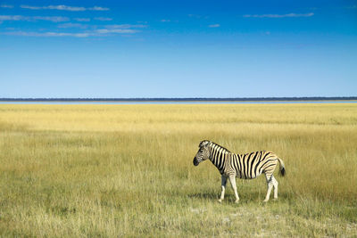 Zebra on grassy field against blue sky