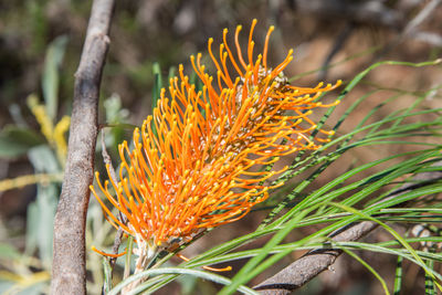 Close-up of orange flowering plant on field