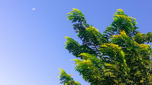 Low angle view of tree against blue sky