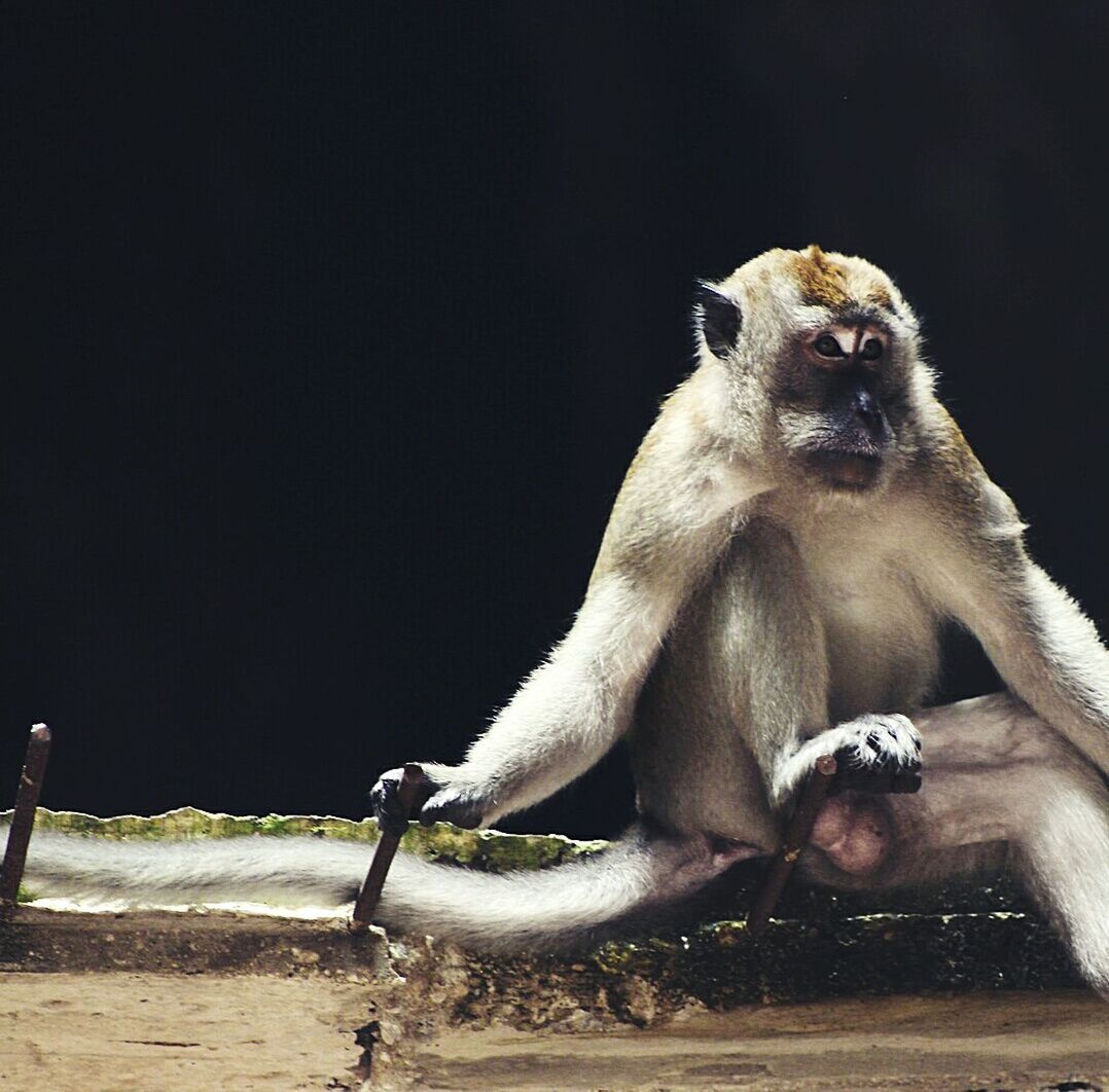 MONKEY SITTING ON STONE WALL