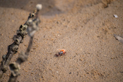High angle view of crab on sand