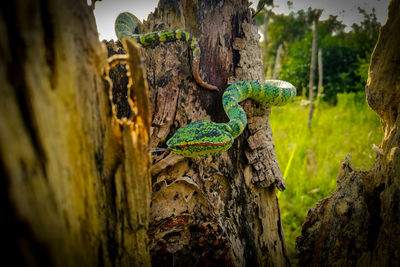 Close-up of lizard on tree trunk