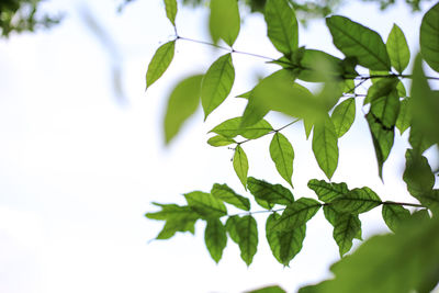 Low angle view of leaves on tree