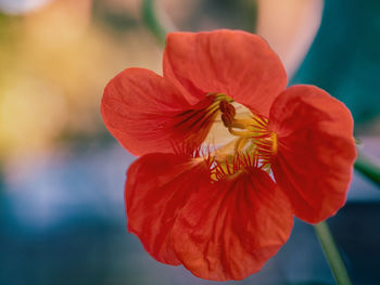Close-up of pink flower
