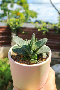 Close-up of hand holding potted plant in yard