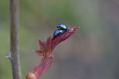 Close-up of bird on red flower