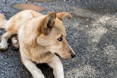 Dog looking away on road