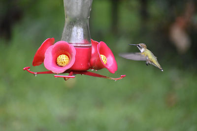Close-up of red bird feeder