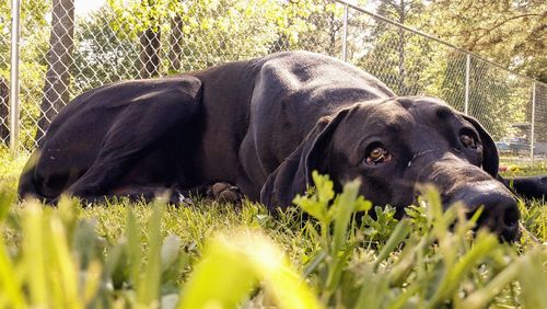 Cute dog resting outdoors