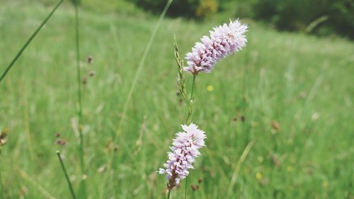 Close-up of thistle blooming on field