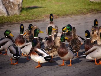 High angle view of birds on footpath