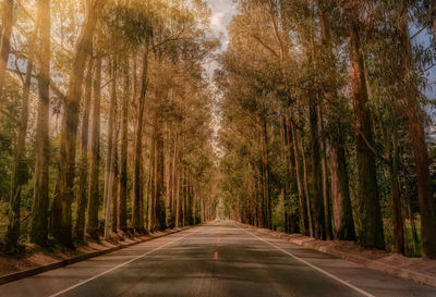 Road amidst trees in forest