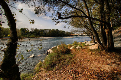 View of trees by calm lake