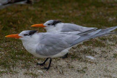 Side view of a bird on land