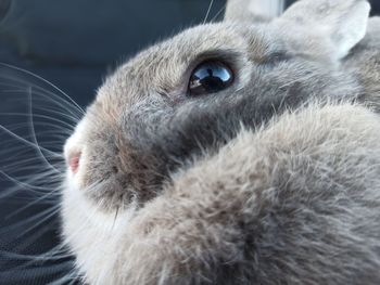 Close-up of a cat looking away