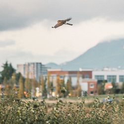 Bird flying over a city