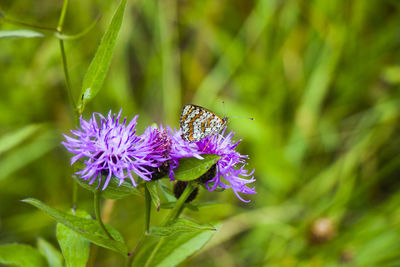 Butterfly on the flower and plant, nature and wildlife, insects life, green background.