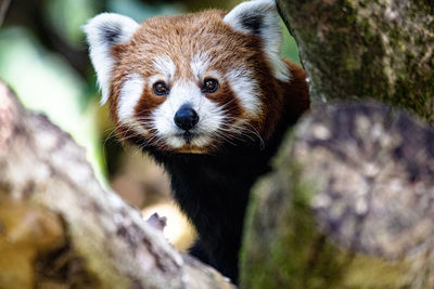 Close-up portrait of a animal