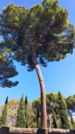 Low angle view of trees against clear sky