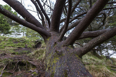 Low angle view of tree trunk in forest