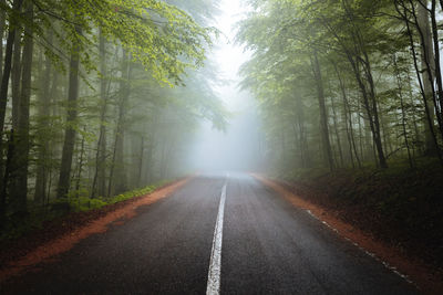 Asphalt forest road in a green foggy forest	