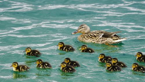 Ducks swimming in lake