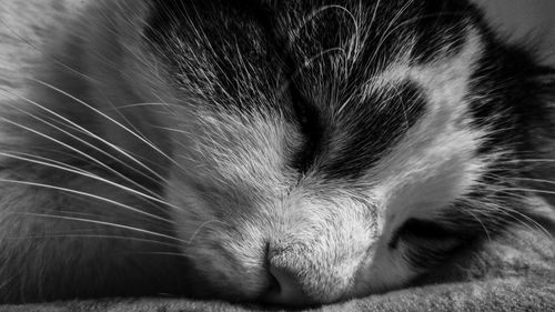 Close-up of cat sleeping