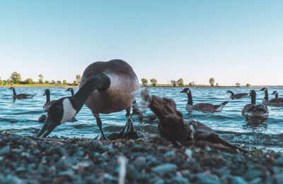 Birds on beach against clear sky