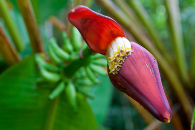 Close-up of butterfly on red flower