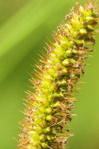 Close-up of cactus plant