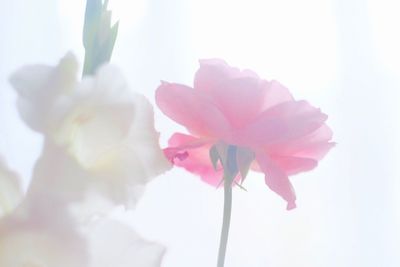 Close-up of pink flower against sky