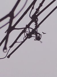 Low angle view of silhouette plant against white background