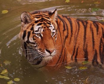 Tiger in zoo