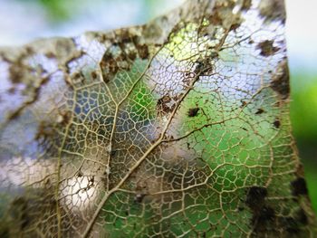 Close-up of insect on leaf