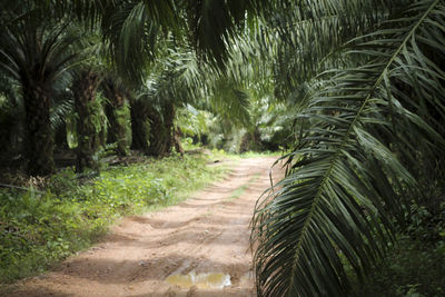 Footpath amidst palm trees in forest